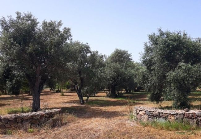 jak powstaje oliwa z oliwek